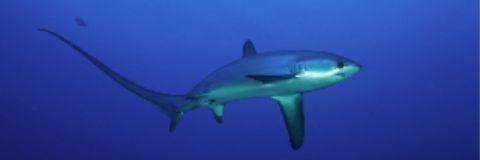 Requin Renard banner