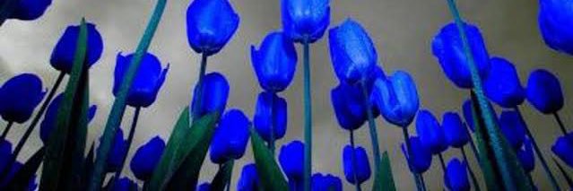 Donna_Del_'s profile banner image