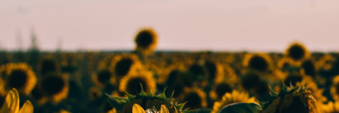islas_25's profile banner image