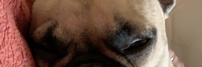 bbrittneyholla's profile banner image