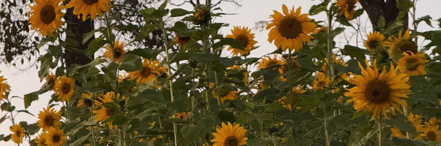 UrHydrangae's profile banner image