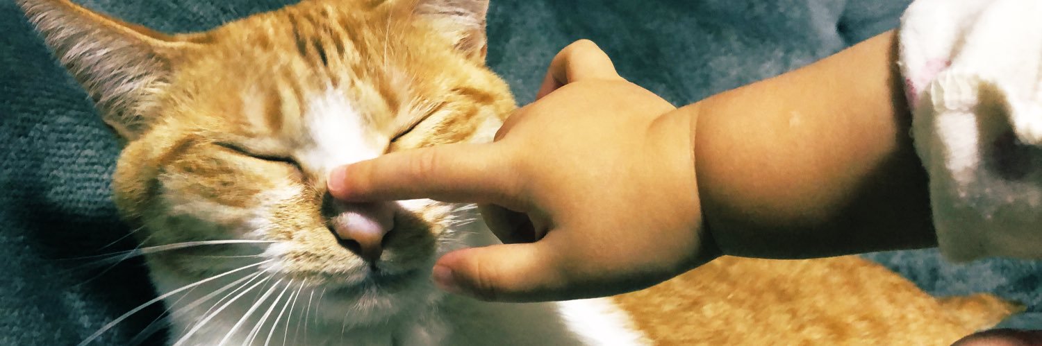 anetofu's profile banner image