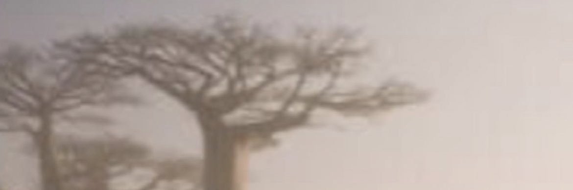 y banner