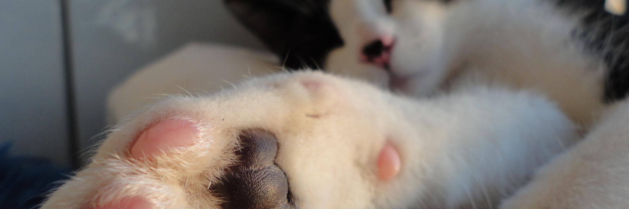 CoperCati's profile banner image
