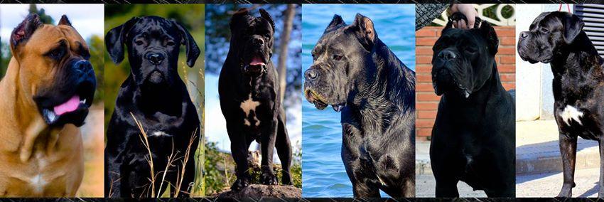 CuoreBlueKennel's profile banner image