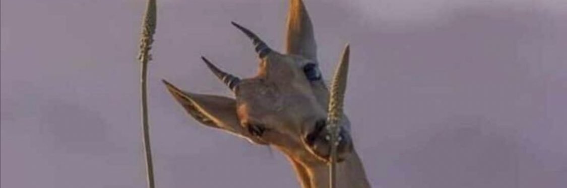rhsood's profile banner image