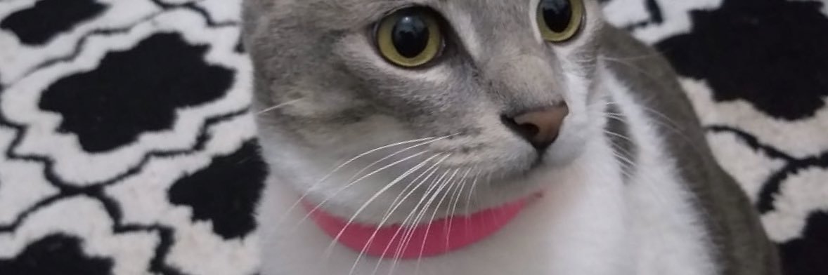 babyteah's profile banner image