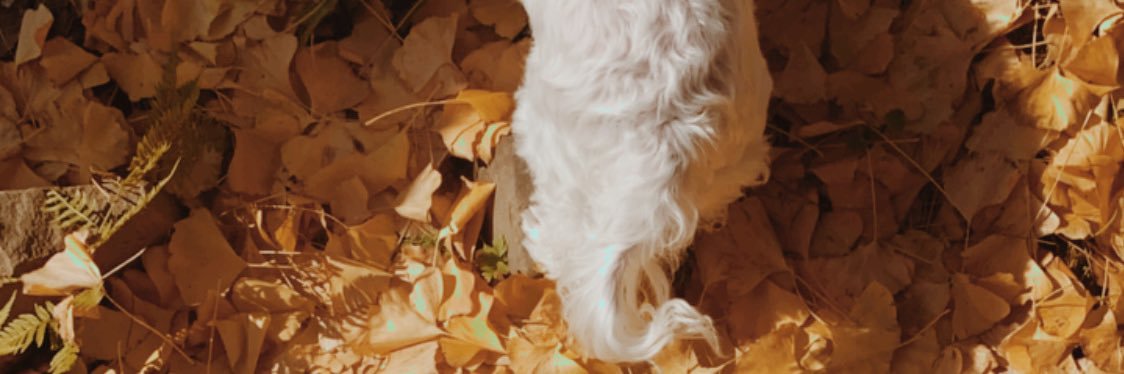 kokeeeeshi's profile banner image