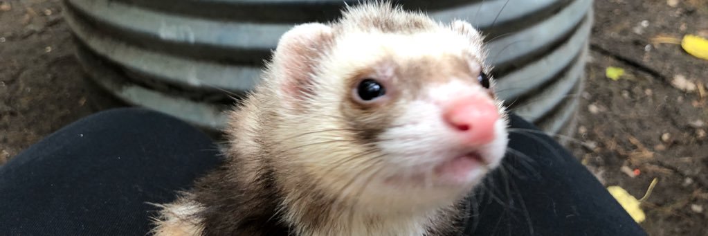 1Tale4Paws's profile banner image