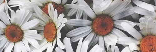 matmazelmimar's profile banner image