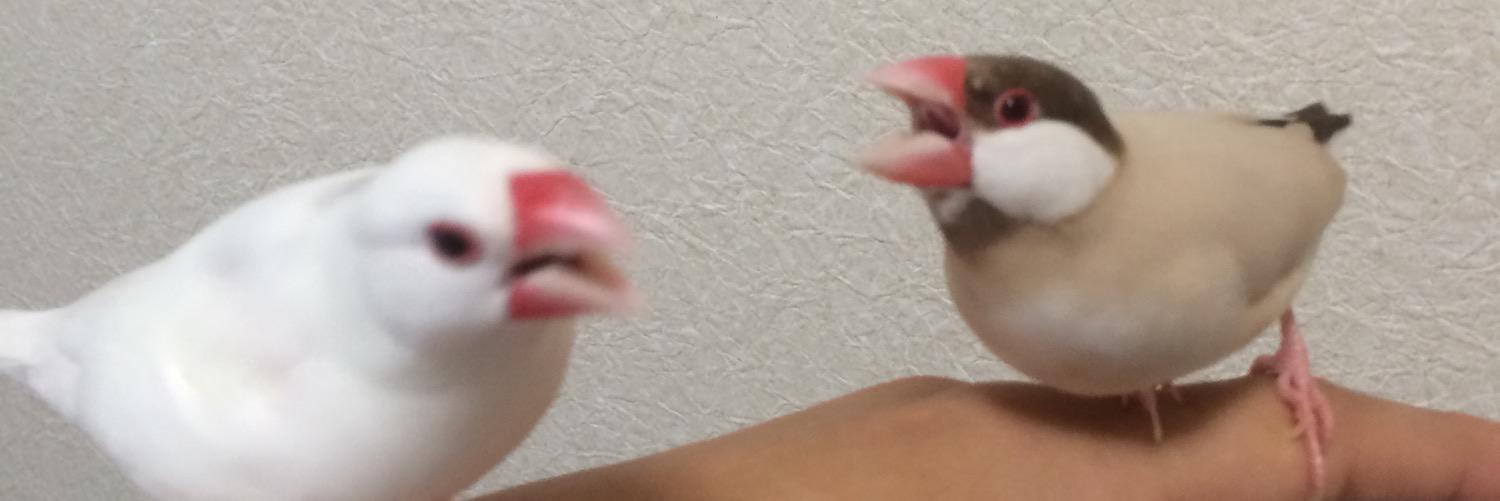 magotwt's profile banner image