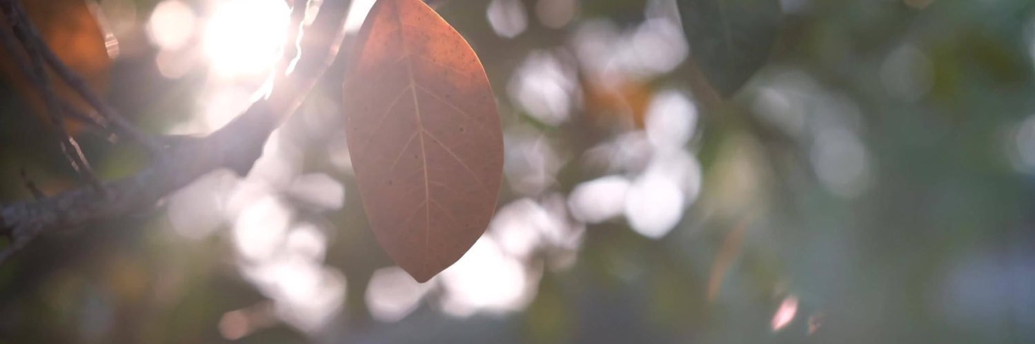 rootedwingsfs's profile banner image