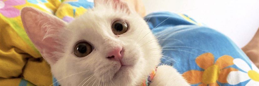 OsmanTekir's profile banner image