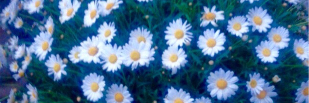 DaisySanderson's profile banner image