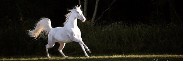 Walking Horse Source banner