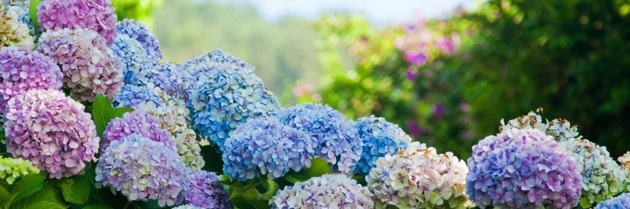 Maria_Arizam's profile banner image