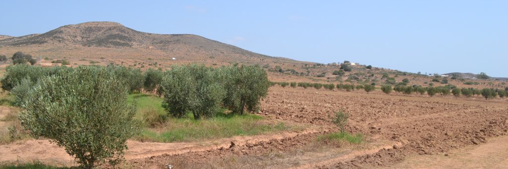 Selmackerman 🇵🇸 - Albert Heijn stan account banner