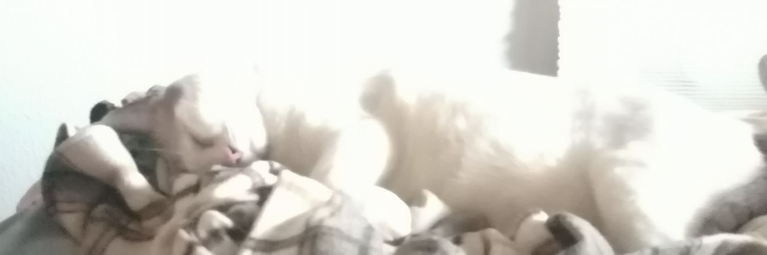 Raquel Alarcon🧂 banner