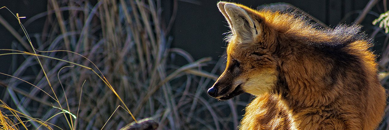 RoariestBarks's profile banner image