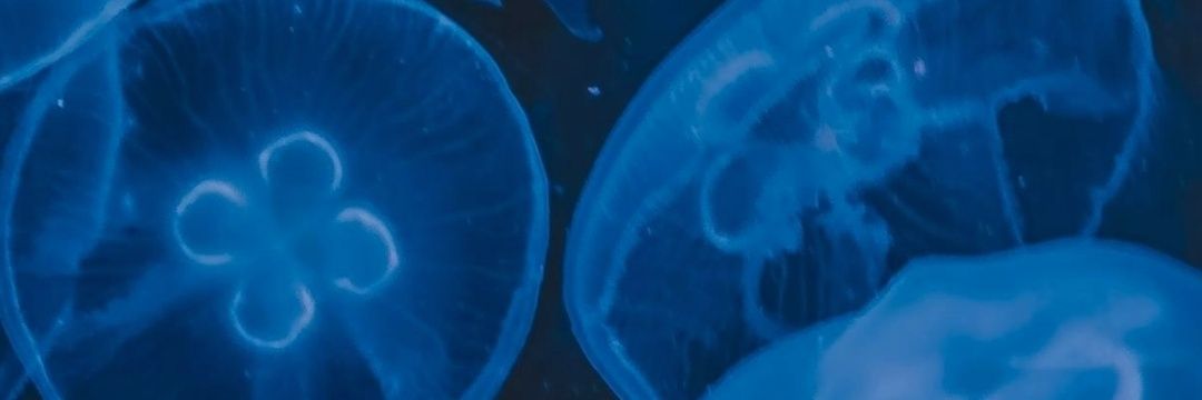 Vacuola45's profile banner image