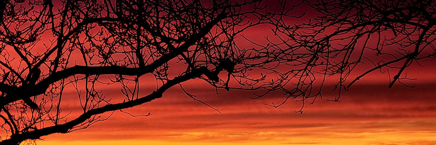 Stemodity's profile banner image