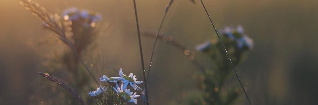 sova_benedict's profile banner image