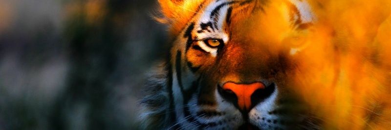 animalspicscute's profile banner image