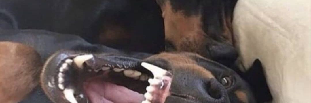 Morantillo's profile banner image