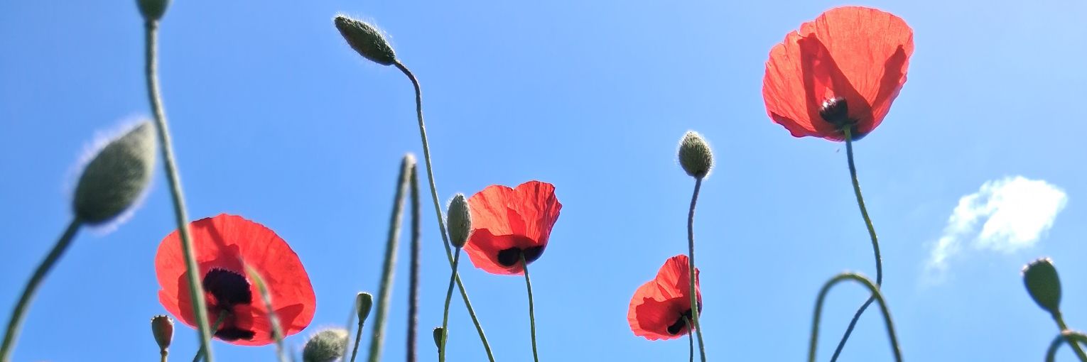 nililerner's profile banner image