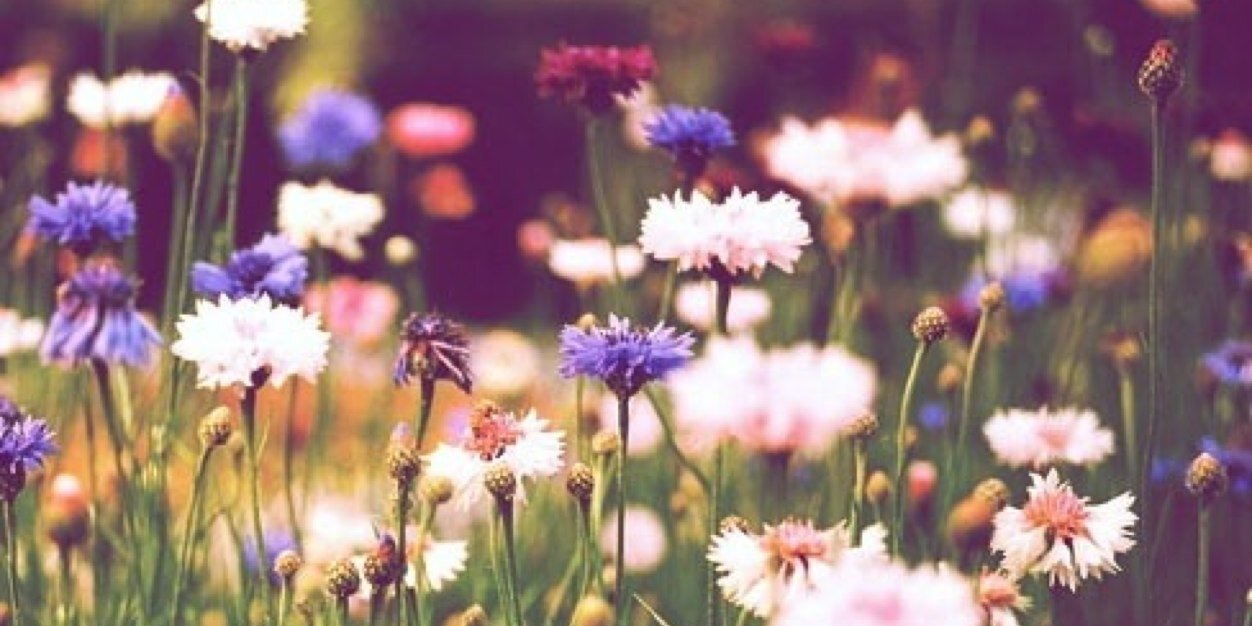 torideesaidso's profile banner image