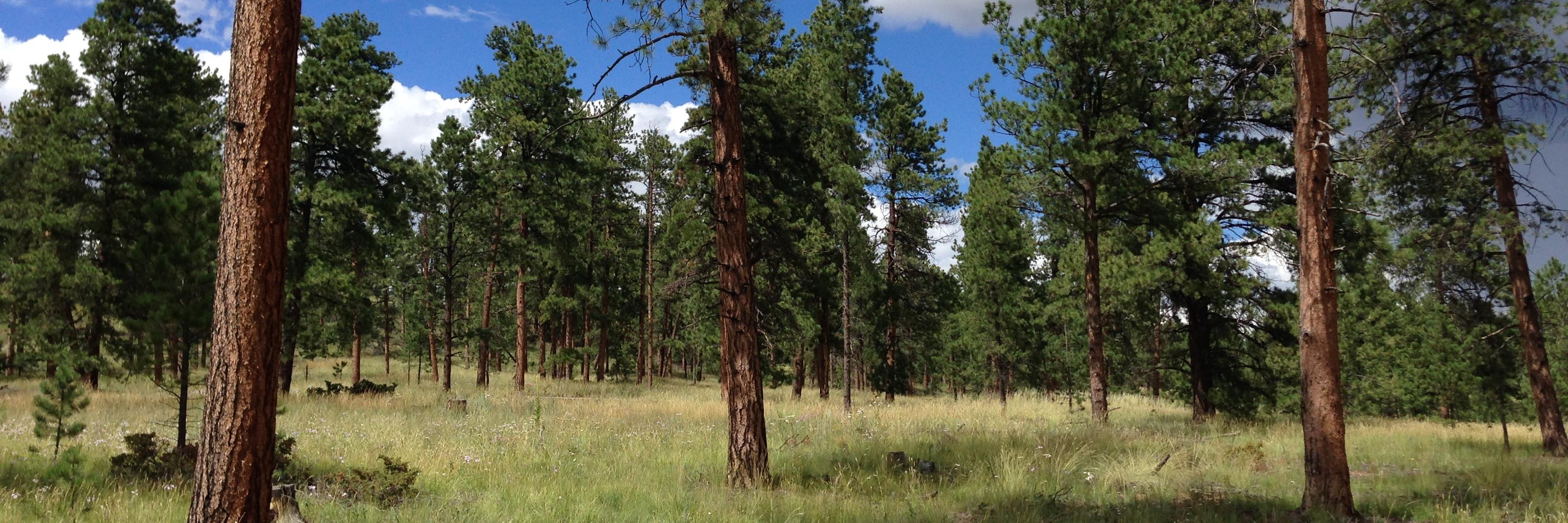 Pikes Peak FLN (@pikespeak_fln) / Posts / X