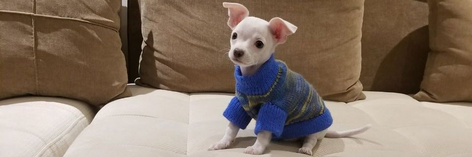 Elizabeth Donoso banner