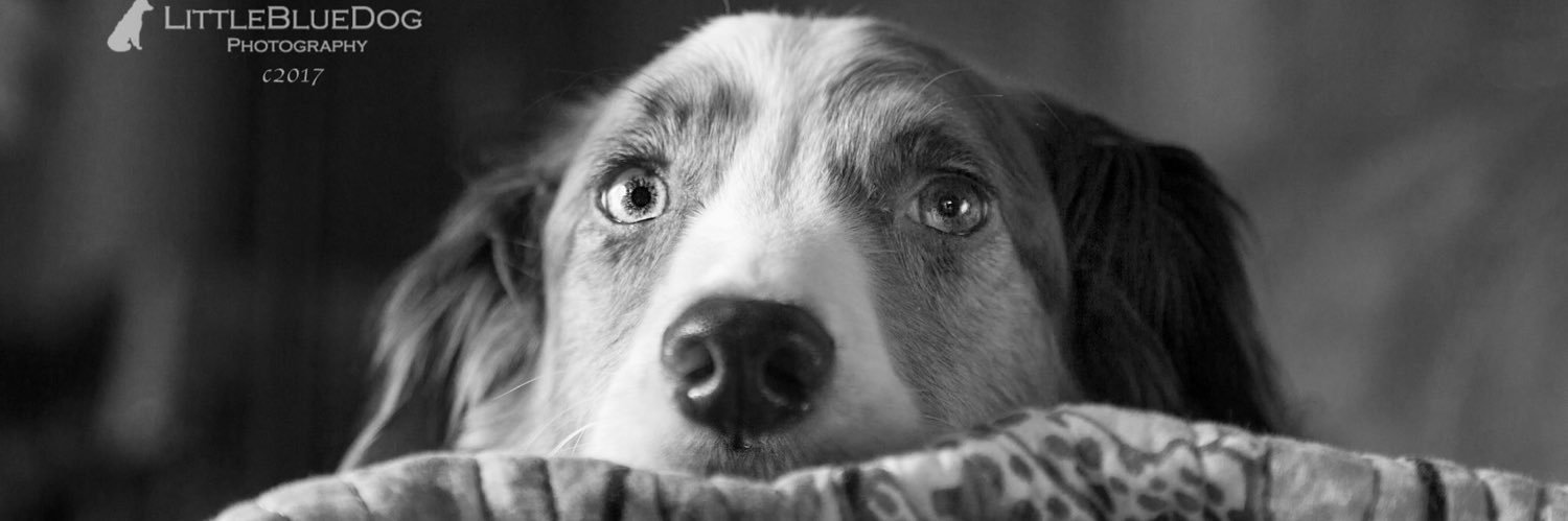 littlebluedog2's profile banner image