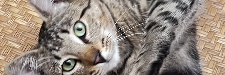roocious's profile banner image