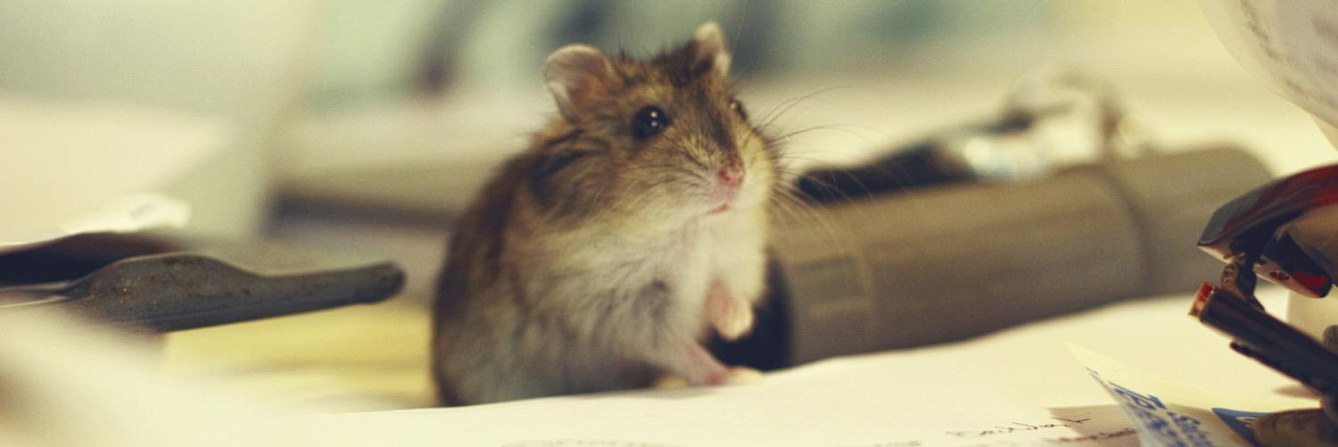 pcarpanetti's profile banner image