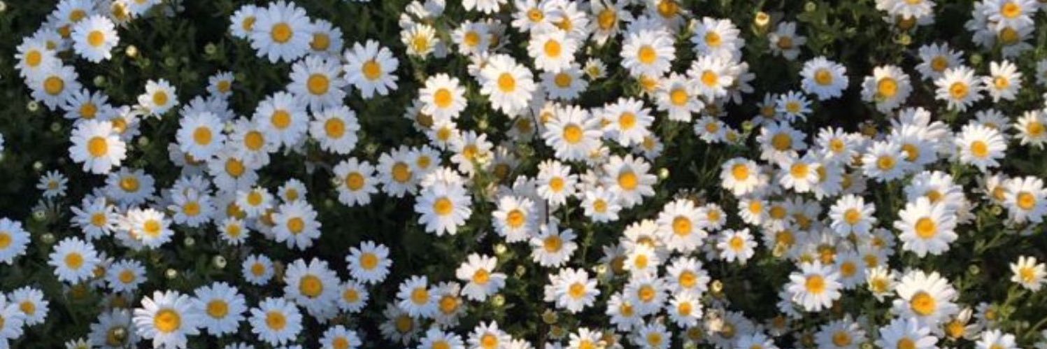 ceylanndalgic1's profile banner image