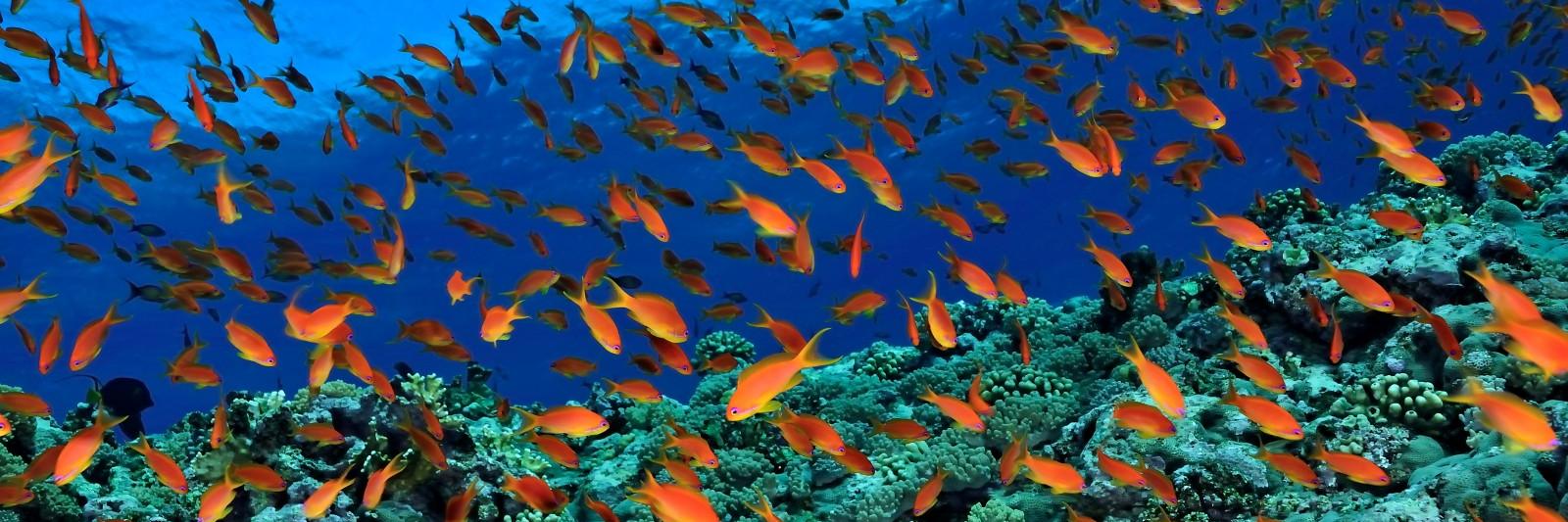 Hannah Layton FRSA 💙 banner