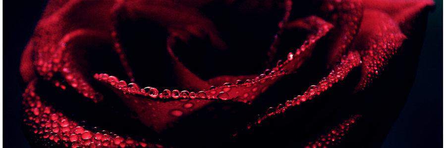 lady_of_desires's profile banner image