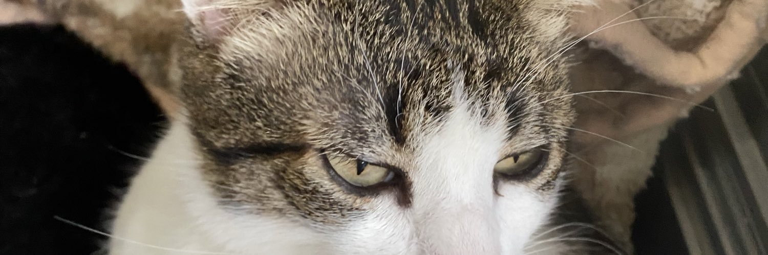 haiIsenses's profile banner image