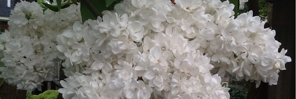 LINCWindsor's profile banner image
