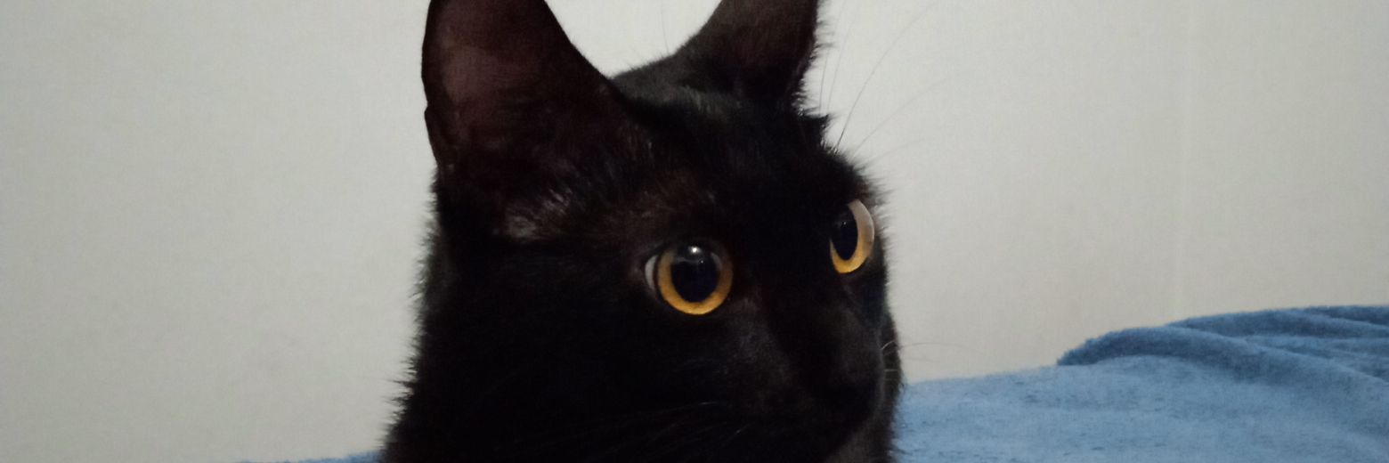 Macedo 🏳️‍🌈 banner