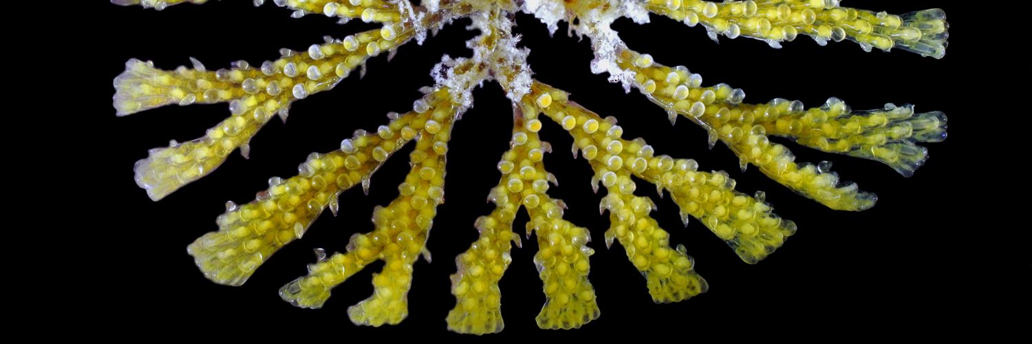 Sebastian Decker banner