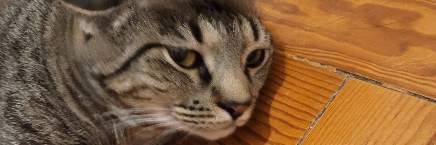 Misci's profile banner image