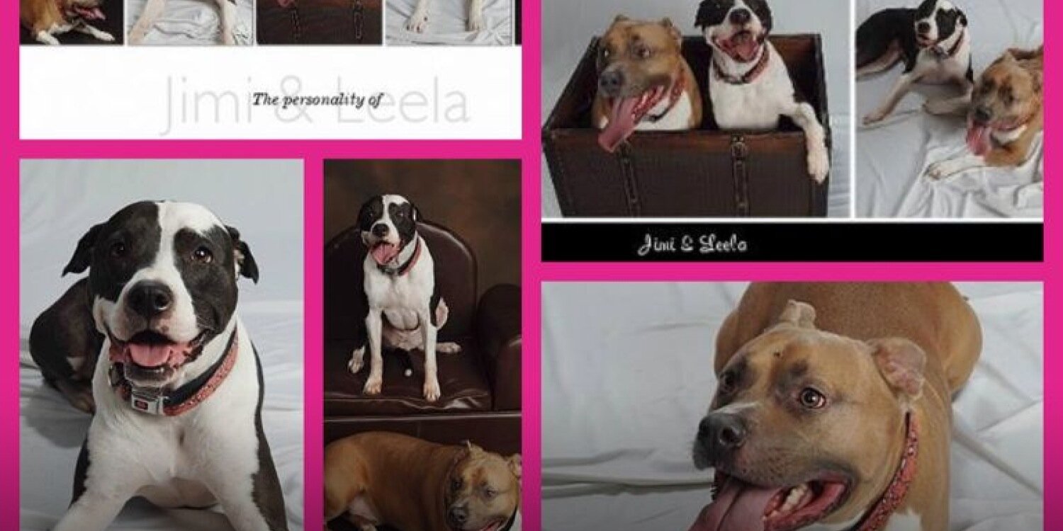 Melissa Roy Wood banner