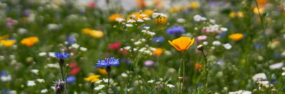 𝐃𝐮𝐧𝐥𝐚𝐧𝐝 banner