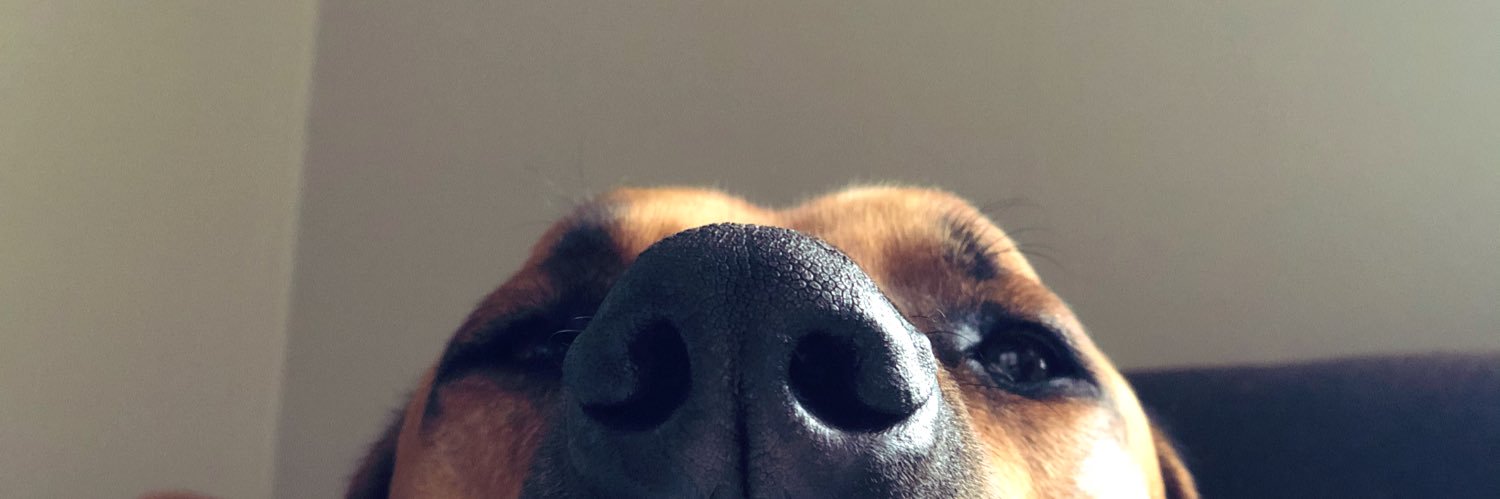PaigeDixson's profile banner image