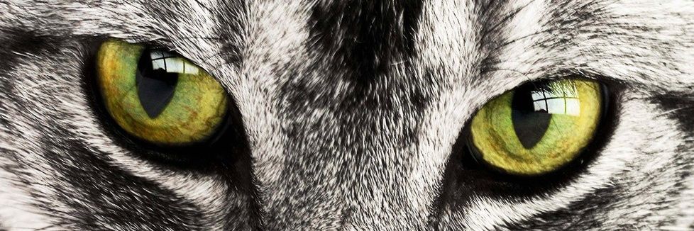 sonia_almansa's profile banner image