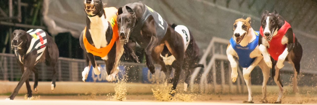 GetYourTipsOut Dogs 🐾 banner