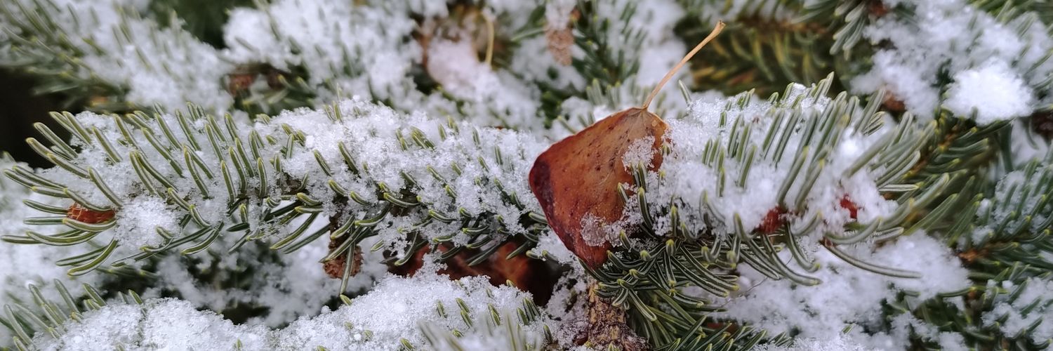 Corinna, not Katrina 🇨🇦🤘 banner