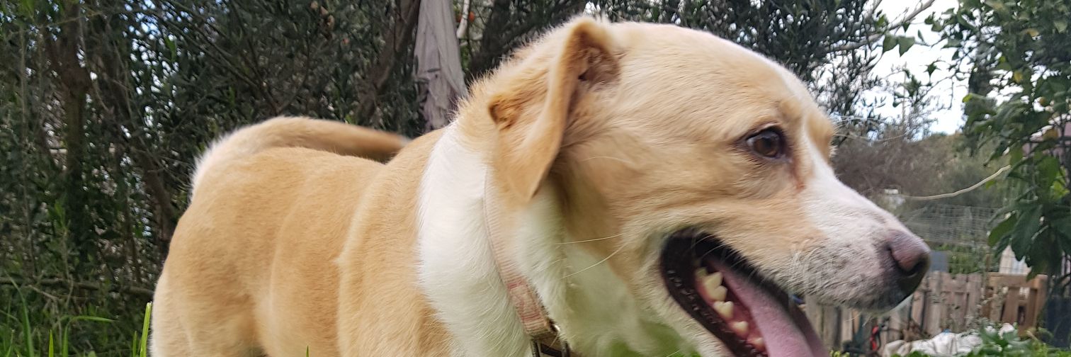 CastaDevil's profile banner image